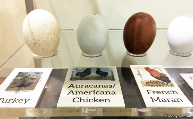 See how eggs of different sizes compare with each other.