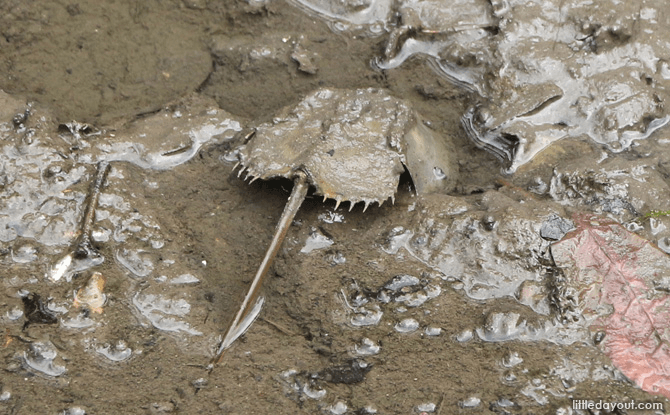 Horseshoe Crab at Sungei Buloh