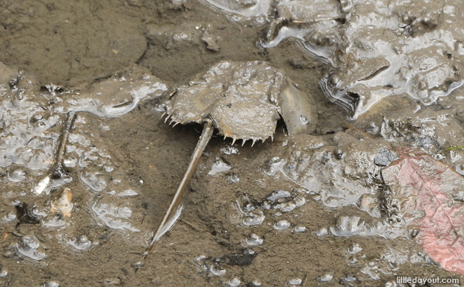 Horseshoe Crab at Sungei Buloh, A Nature Reserve in Singapore