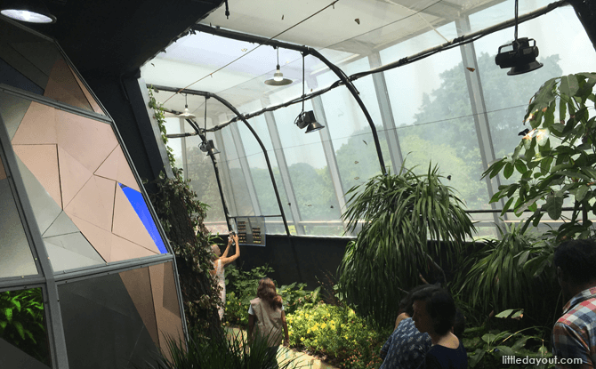 Butterfly Vivarium at Science Centre Singapore