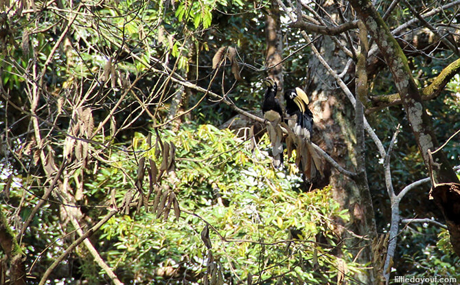 Pulau Ubin Chinese Kampong House: Oriental Pied Hornbills