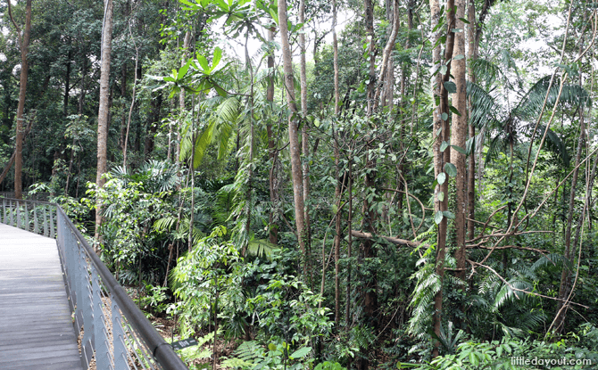 View of forest mid-level from the SPH Walk of Giants