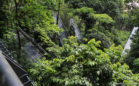 Top View Forest Walk