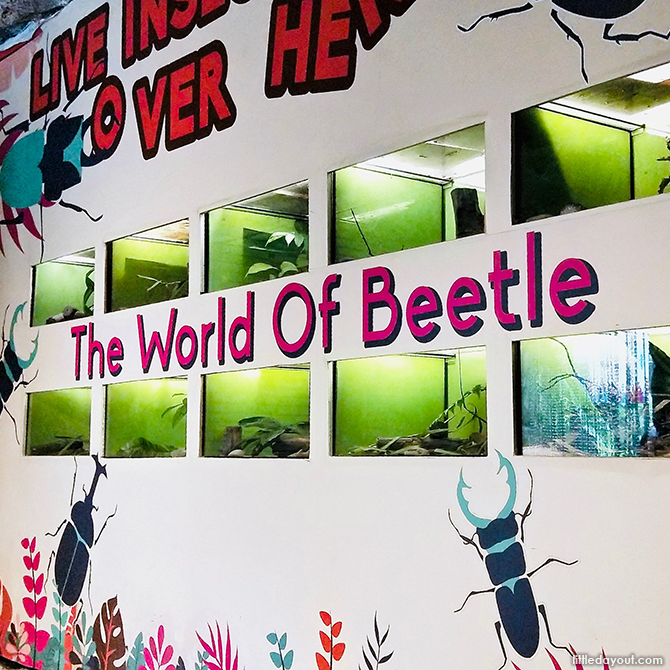 The World of Beetle