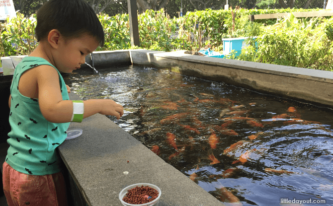 feeding fish