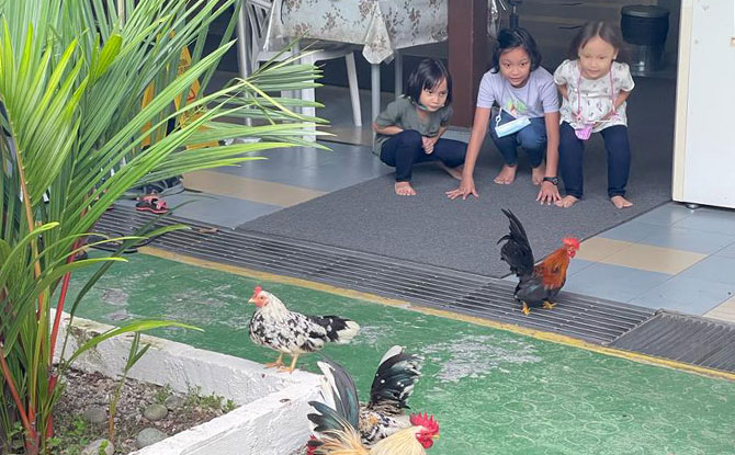Kampung chickens roaming free