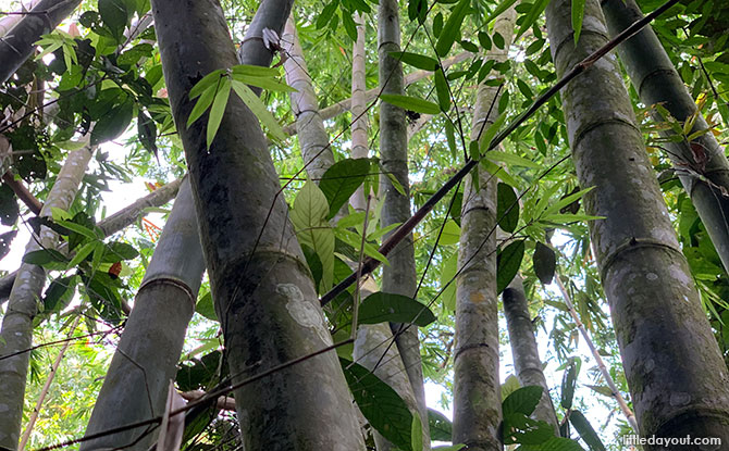 Bamboo at MacRitchie Nature Trail