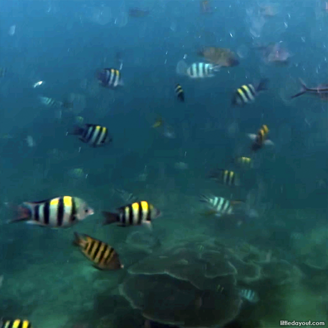 Snorkelling in Tioman with Kids