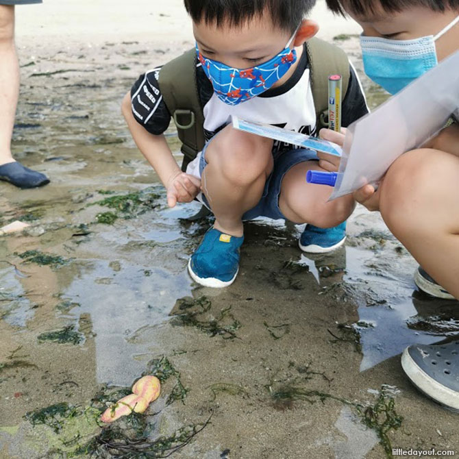 Warty Sea Cucumbers