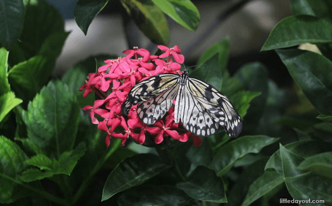 Butterflies at Science Centre Singapore