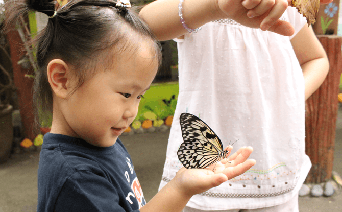 Have an encounter with nature at Butterfly Park & Insect Kingdom, Sentosa