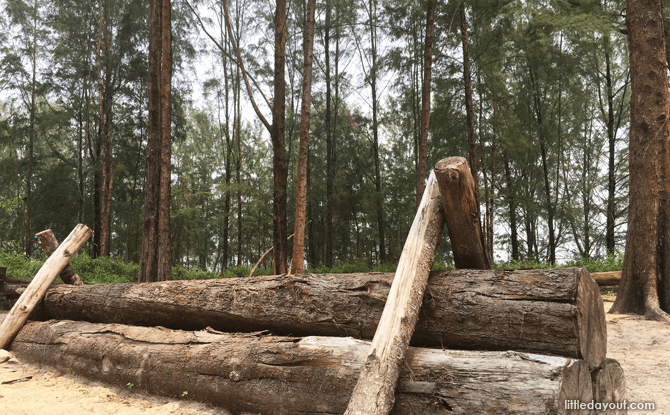 Casuarina Explorer at Coney Island Park