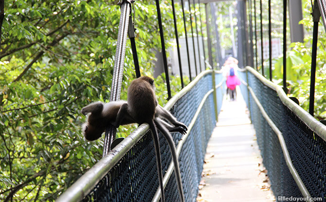 Treetop Walk - MacRitchie - Treks in Singapore