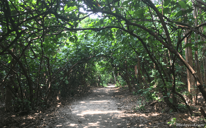 Tree grove at Northern Trail