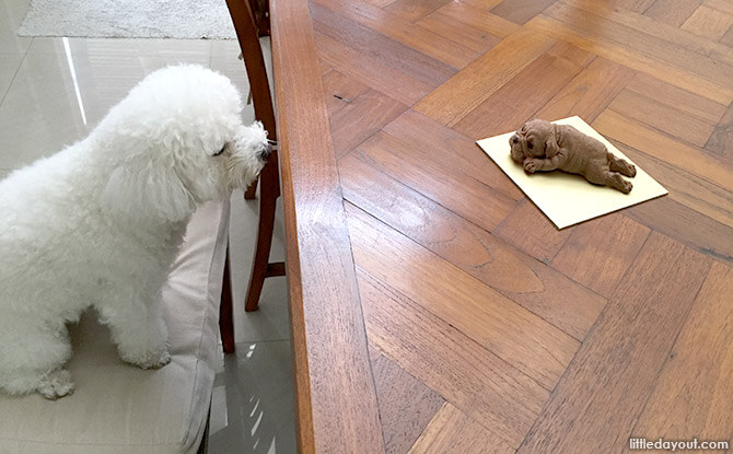 Poodle vs Shar Pei