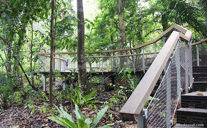 Windsor Nature Park's Drongo Trail Sub-canopy Walk