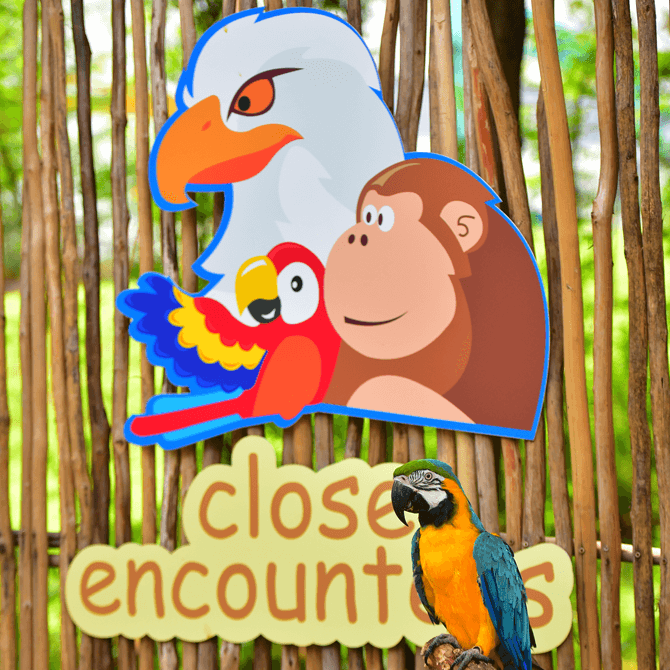 Bird & Animal Encounters, Sentosa