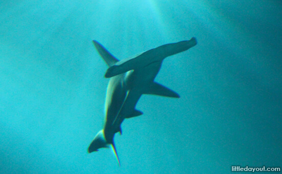 Hammerhead