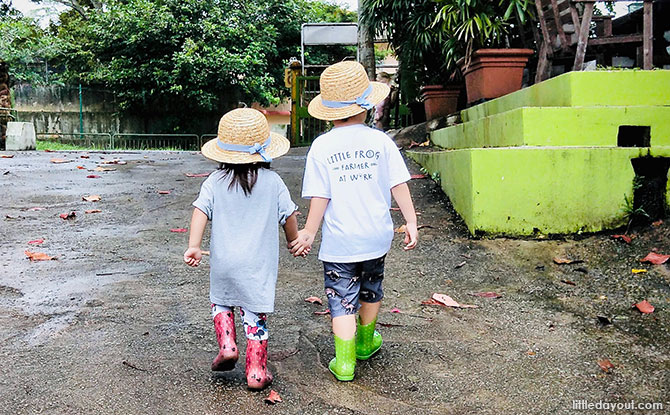 Get Croaking At Jurong Frog Farm