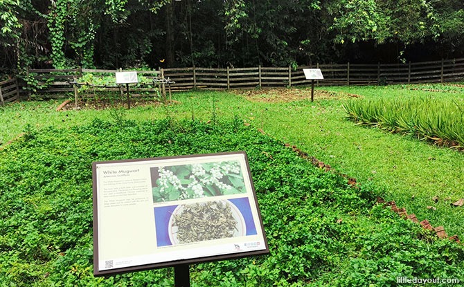 Plants at Ubin Sensory Trail