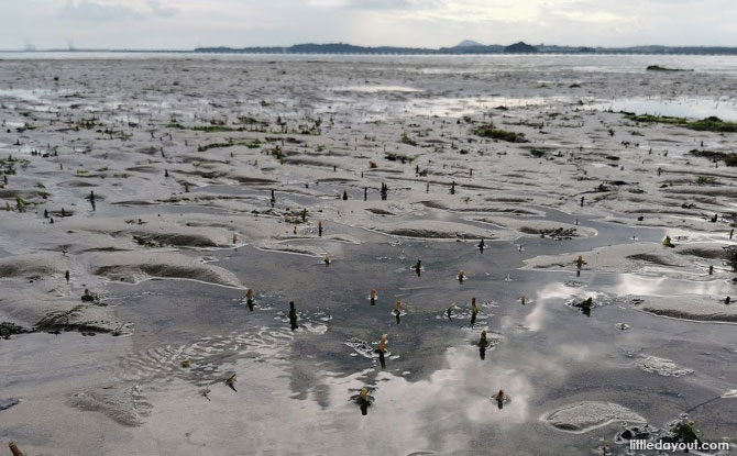 Tube Worms