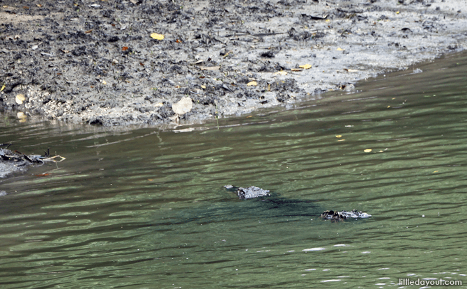 Sungei Buloh Crocodile