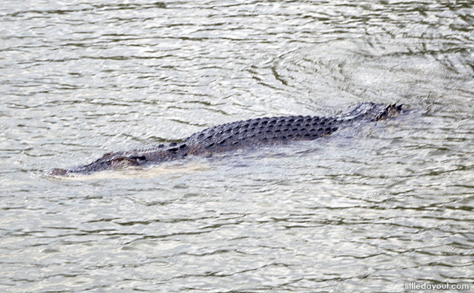 Crocodile at Sungei Buloh