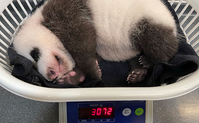 Baby Panda Weight