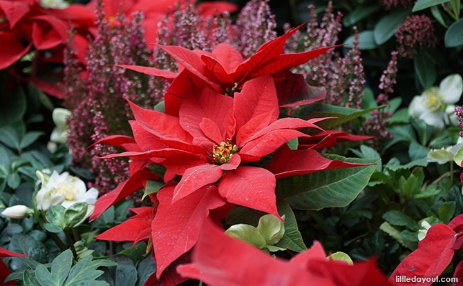 Poinsettia Wishes 2020 Brings A Slice of Europe To Flower Dome