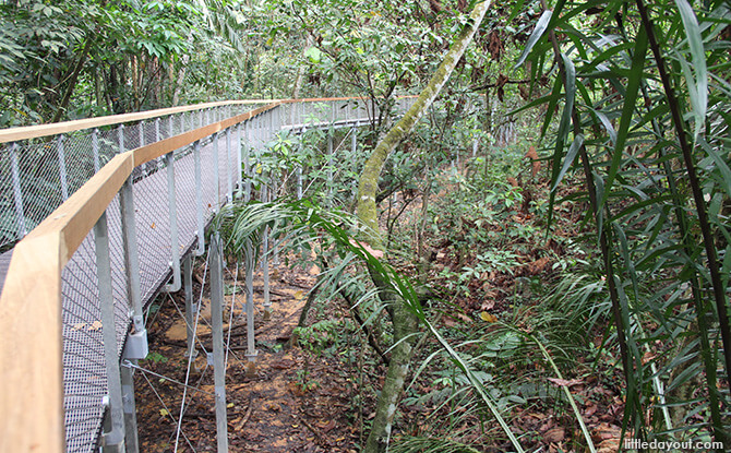 Windsor Nature Park's Drongo Trail Sub-canopy Walk