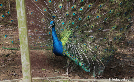 Peacock