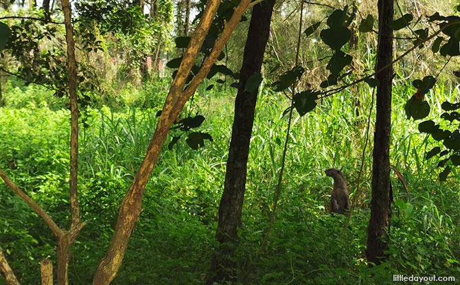 Punggol otter family