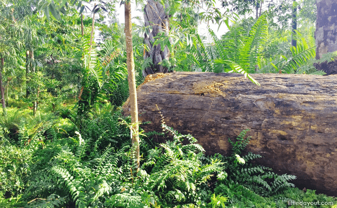 Discovery, Gardens by the Bay