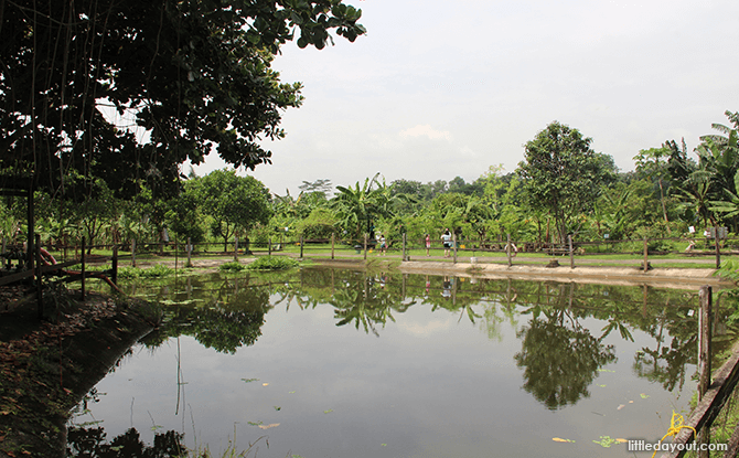 Bollywood Veggies - Pond