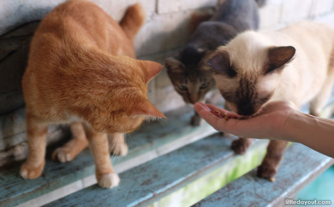 Feeding cats