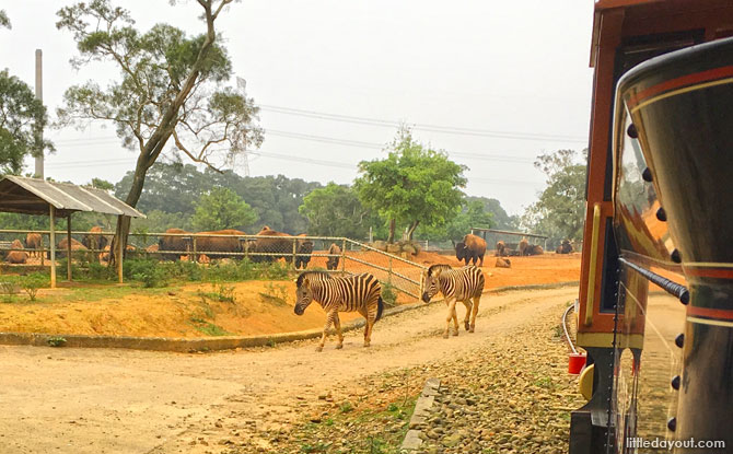 Zebras walking close to the train track. Live commentary was given along the way, although only in Mandarin.