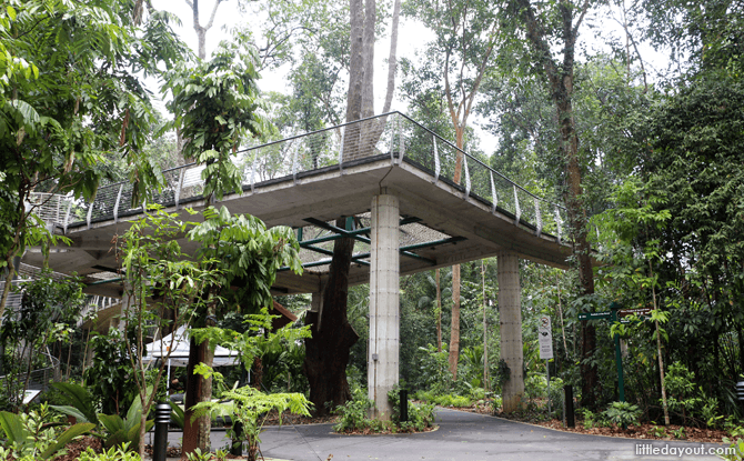 Singapore Botanic Gardens' Learning Forest: Discover Wetlands, Walk With Giants 10 View of Canopy Web from ground level