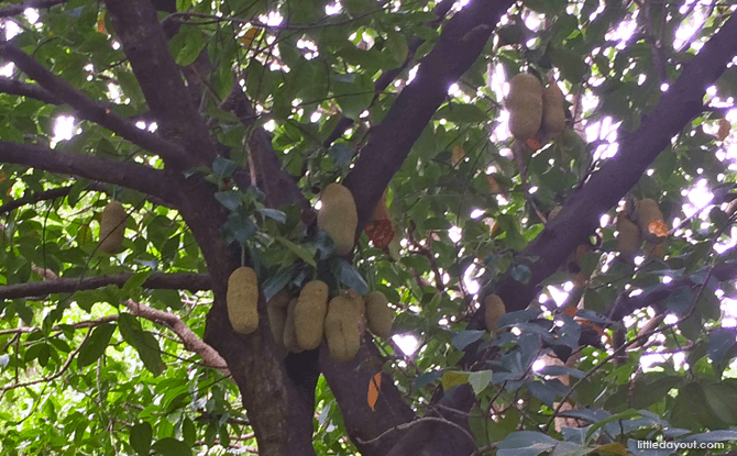 Fruit Tree Collection