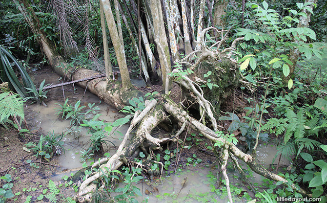 Windsor Nature Park: Roots growing in the marsh