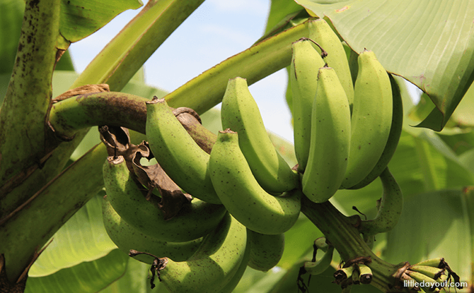 Bollywood Veggies - Bananas