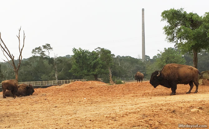 Bison at the safari