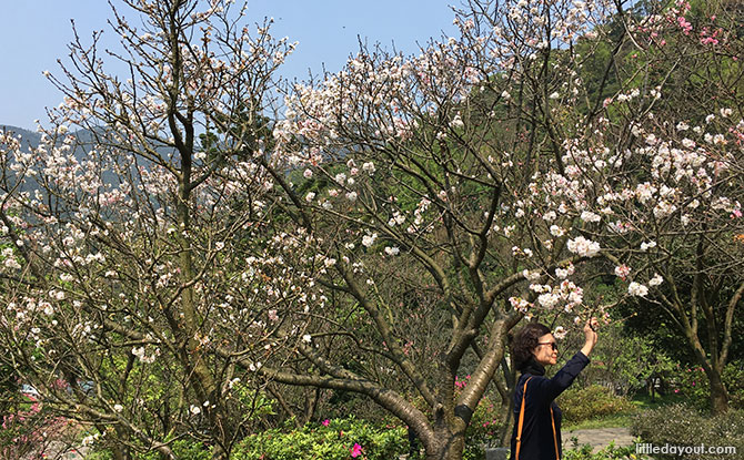 Cherry blossoms at Yangming Park