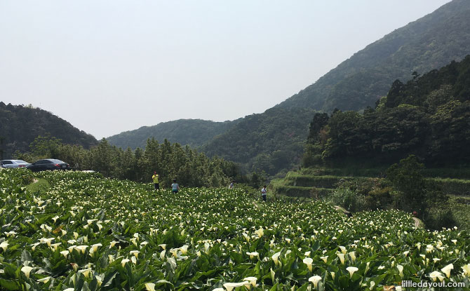 Yangmingshan National Park