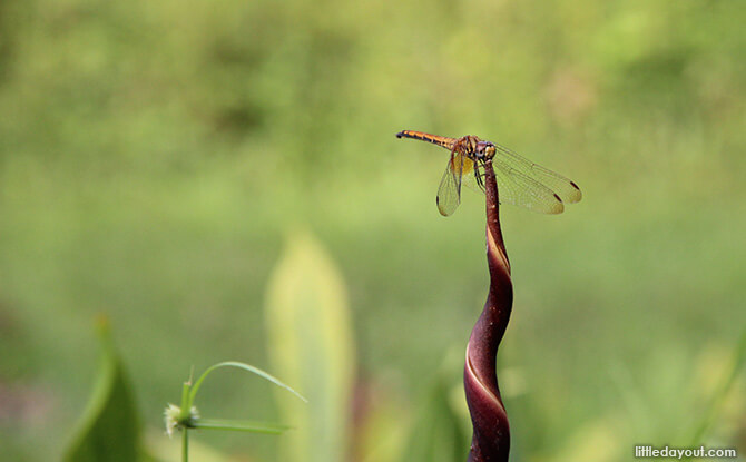 Dragonfly at Windsor Nature Park