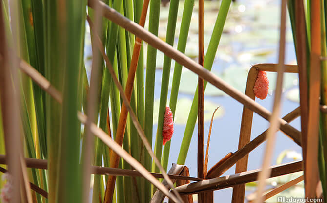 Pulau Ubin Chinese Kampong House: Golden Apple Snail Eggs