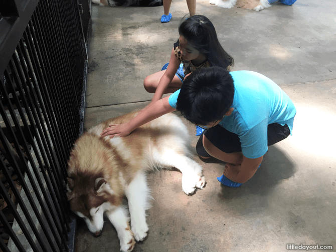Stroking the huskies at TrueLove at Neverland Husky Cafe