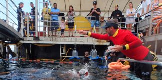 e12-day-trip-to-great-barrier-reef