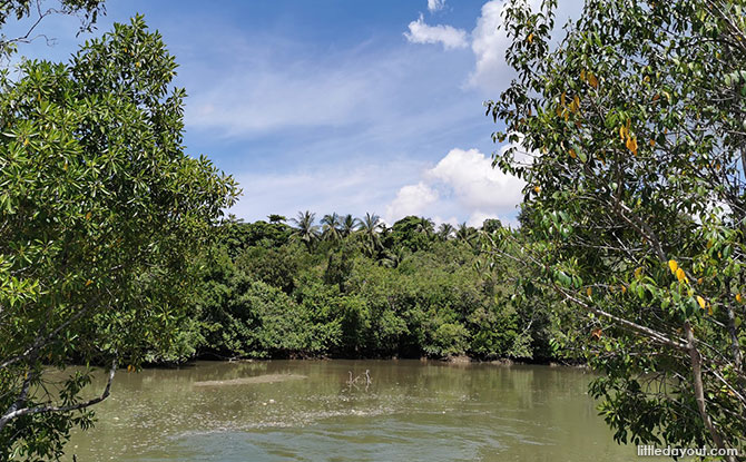 Forest Trail Past a Tidal River, Mangroves and Lotus Pond