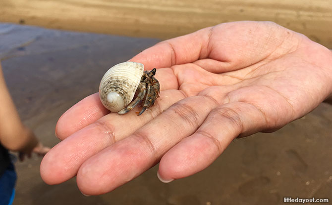 It was our daughter’s first time seeing a live hermit crab! Isn’t the little creature just so cute?
