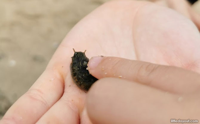 Onch Sea Slug
